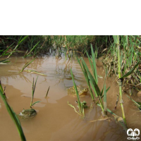 گونه لاکپشت فراتی Mesopotamian Softshell Turtle